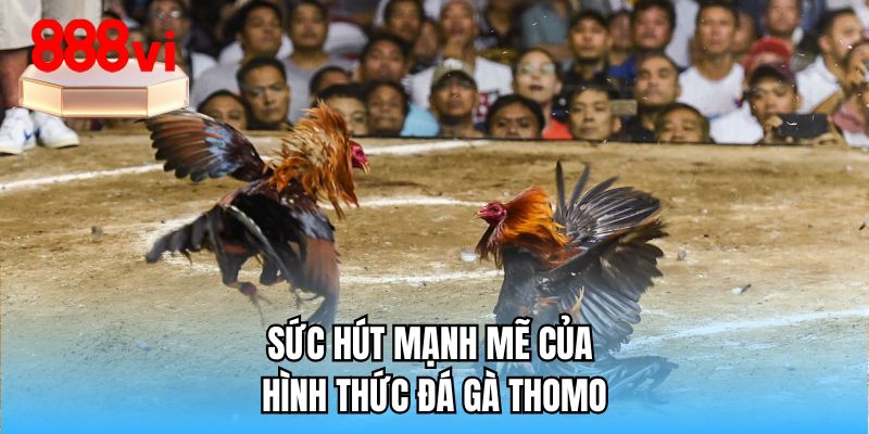 Sức hút mạnh mẽ của hình thức đá gà Thomo